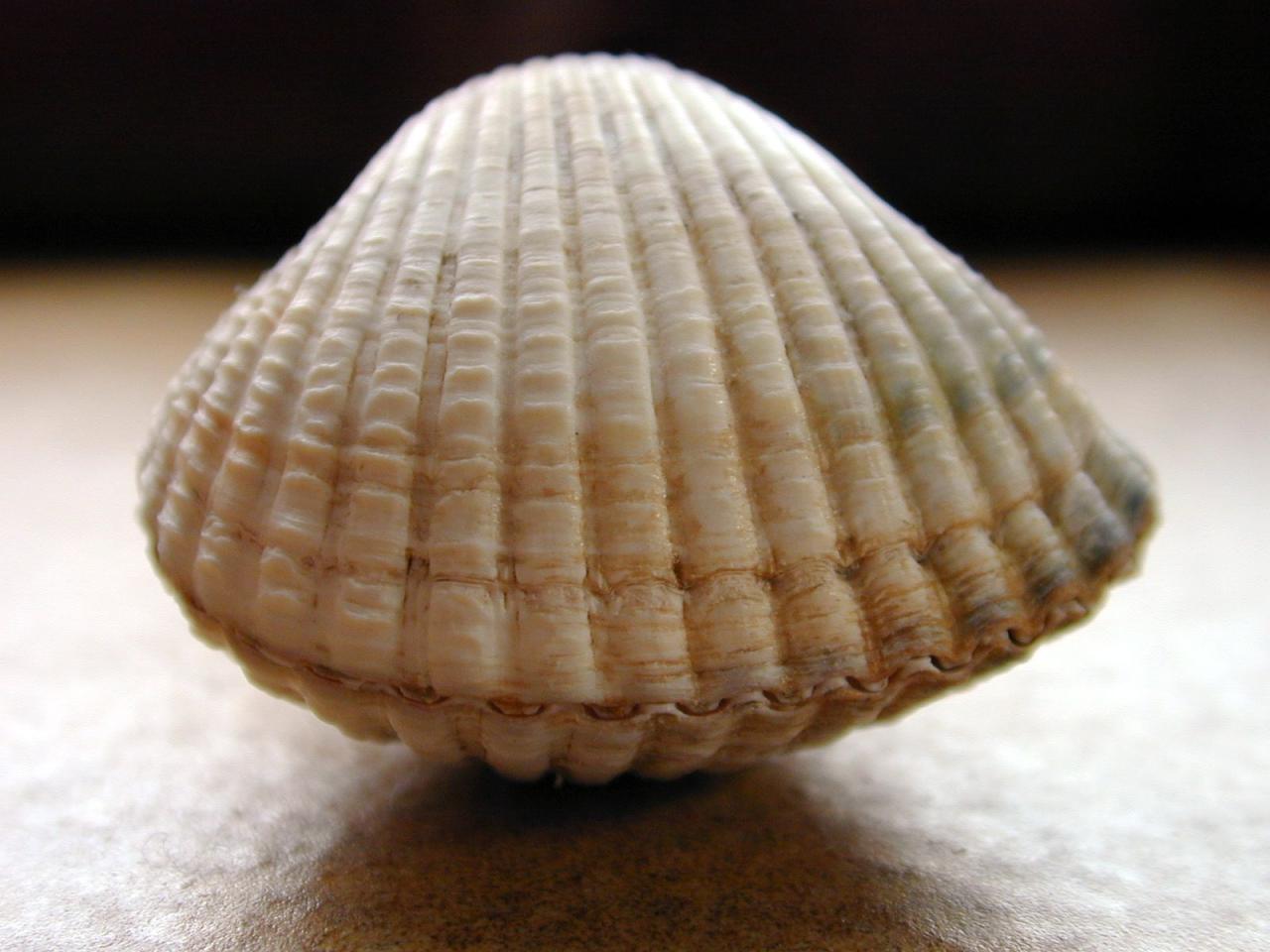 Image*After : images : shell sea Image*After : images : shell sea