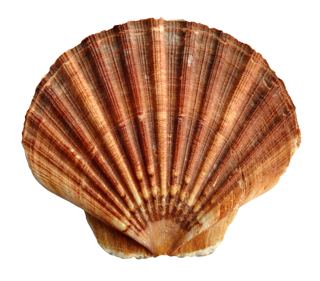 Sea Ocean Shell PNG Image Sea Ocean Shell PNG Image